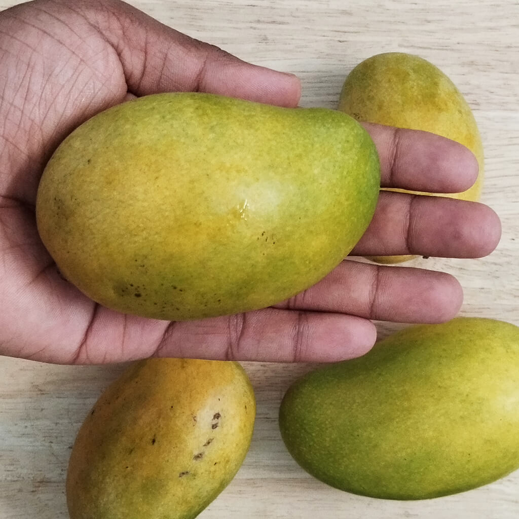 AMRAPALI MANGO BIG Tony Jony Nursery