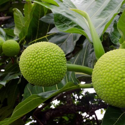 BREAD FRUIT PLANT – Tony & Jony Nursery