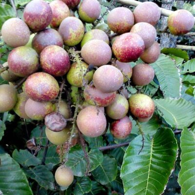 FIJI LONGON FRUIT PLANT – Tony & Jony Nursery